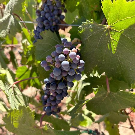 Sol Del Valle Valle de Guadalupe Zewnętrze zdjęcie