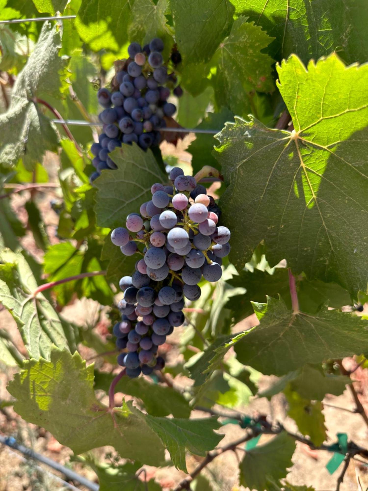 Sol Del Valle Valle de Guadalupe Zewnętrze zdjęcie